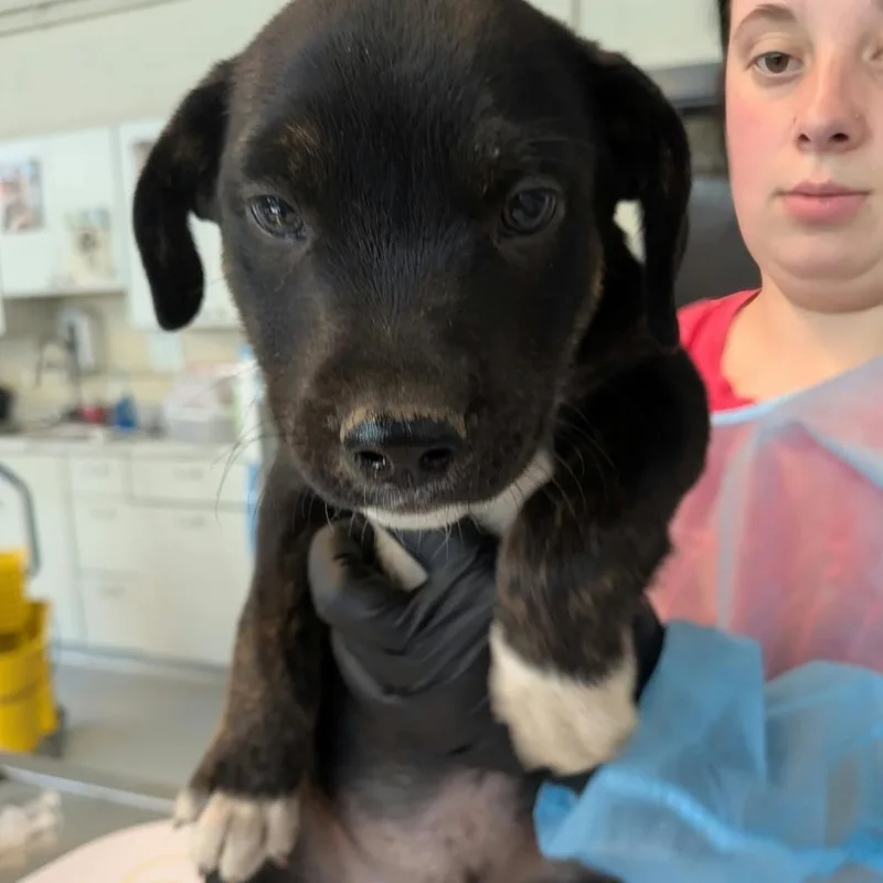 A baby small-sized male Black Mixed Breed dog named Enchilada for adoption in Huntington, WV