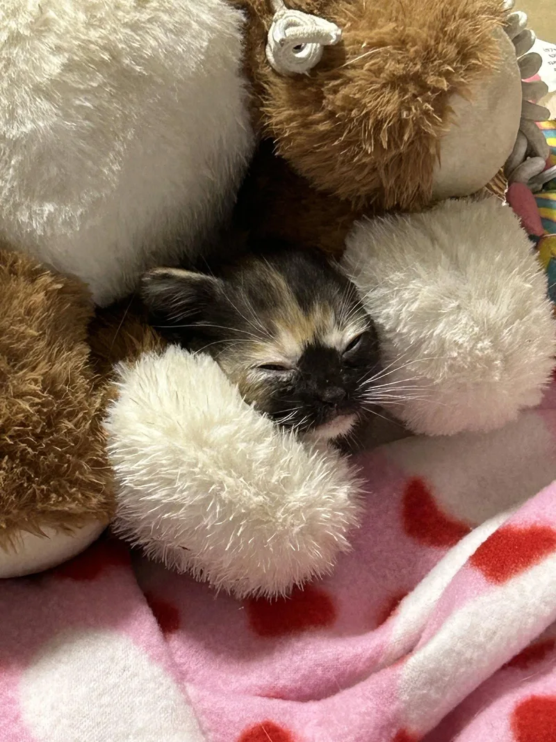 A baby small-sized female Domestic Short Hair cat named Alma for adoption in White Bluff, TN