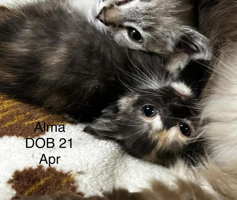 Alma thumbnail 2