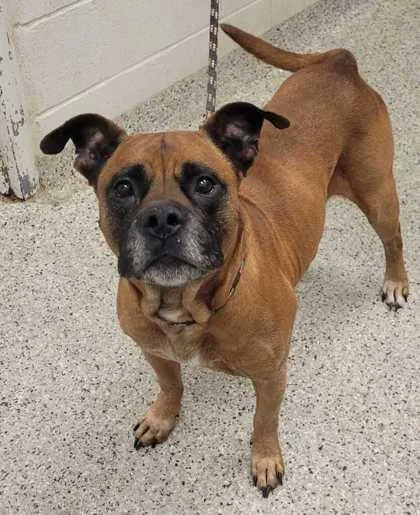 An adult large-sized male Brown / Chocolate Boxer dog named Peanut for adoption in Kansas City, MO