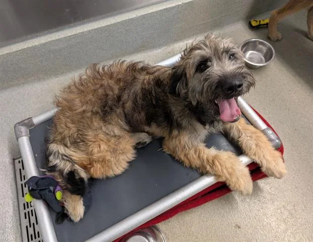 A young medium-sized female Airedale Terrier dog named Danielle for adoption in San Martin, CA