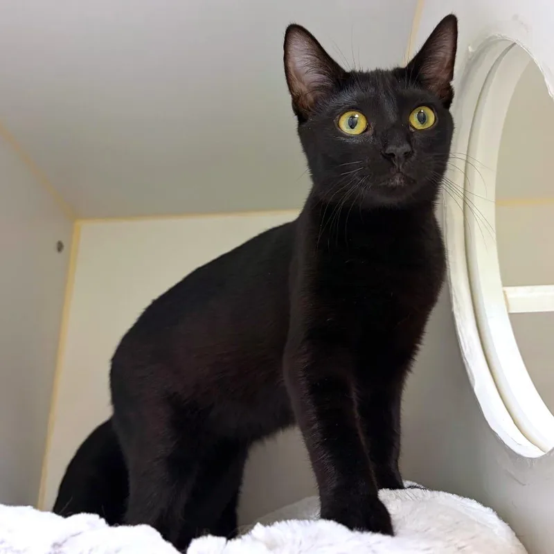 A baby medium-sized male Black Domestic Short Hair cat named Boo for adoption in Woodinville, WA