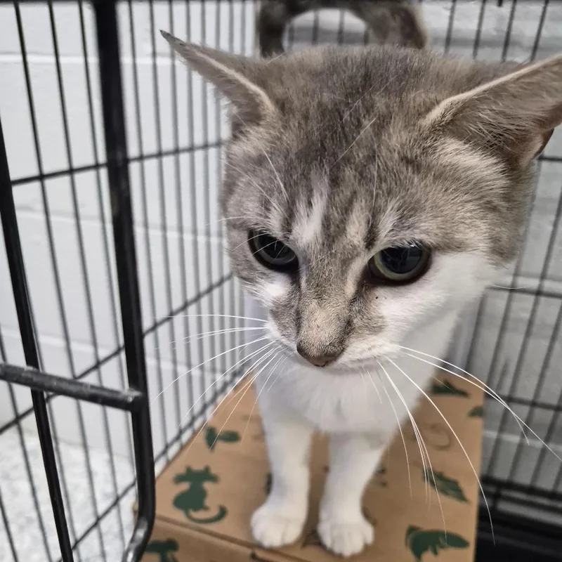 A young medium-sized female Gray / Blue / Silver Domestic Short Hair cat named Stellar for adoption in Edwardsville, IL