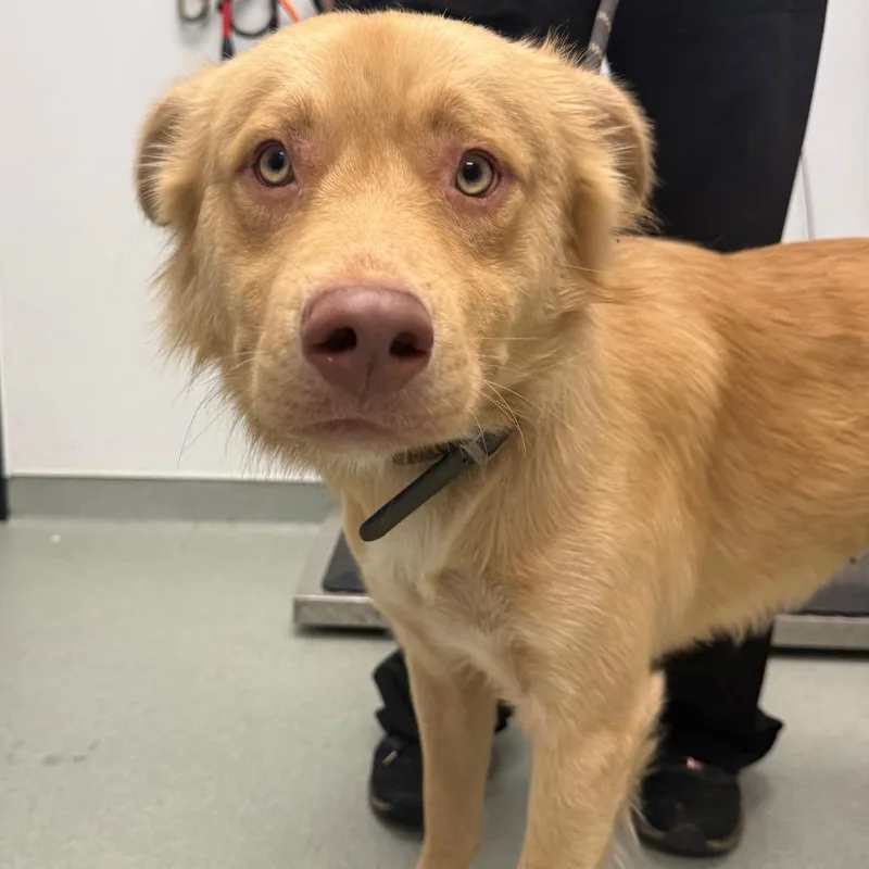 A young medium-sized male Yellow / Tan / Blond / Fawn Shepherd dog named Monty for adoption in Abilene, TX
