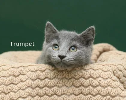 A baby small-sized male Domestic Medium Hair cat named Trumpet for adoption in Parma, OH