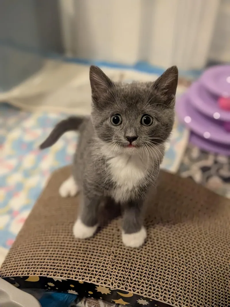 A baby medium-sized female Gray & White Domestic Short Hair cat named Orion for adoption in Columbus, OH