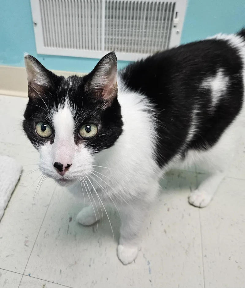 A senior medium-sized male Domestic Short Hair cat named Mack for adoption in Fall River, MA
