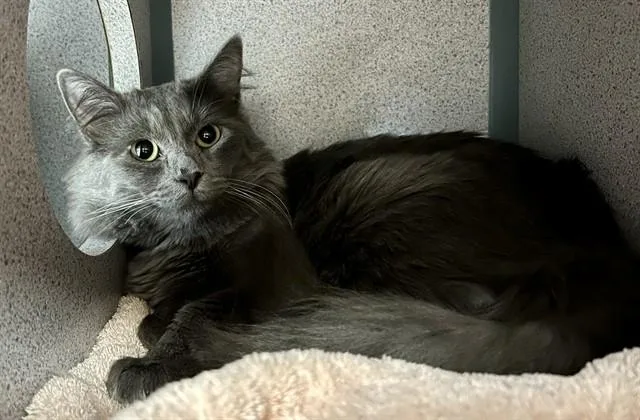 A young medium-sized male Domestic Long Hair cat named Storm for adoption in Agoura, CA
