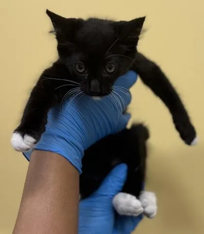 A baby small-sized male Domestic Short Hair cat named Spooky for adoption in Honolulu, HI