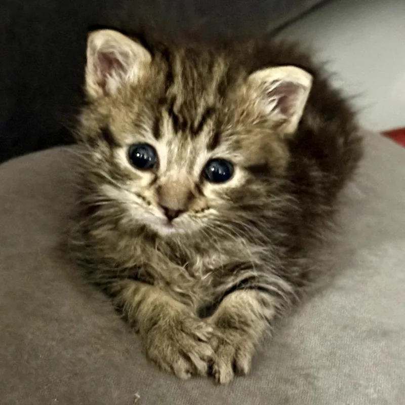 A baby small-sized female Brown / Chocolate Domestic Short Hair cat named Athena for adoption in Long Beach, CA