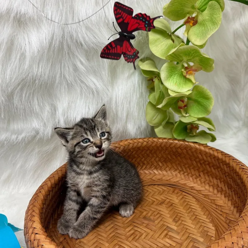 A baby medium-sized male Domestic Short Hair cat named Inkwell for adoption in Peoria, AZ