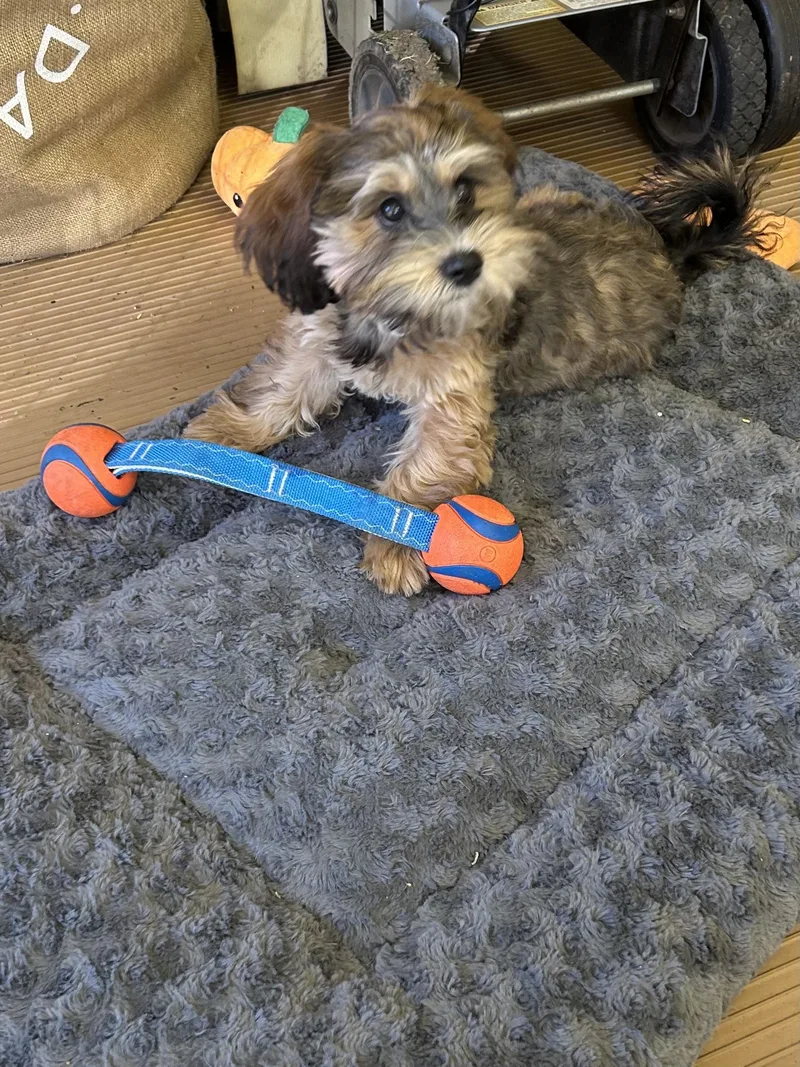 A baby small-sized female Shih poo dog named Maple for adoption in Elyria, OH