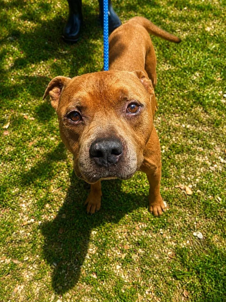 A senior medium-sized male Pit Bull Terrier dog named Mr.Biggs for adoption in Denham Springs, LA
