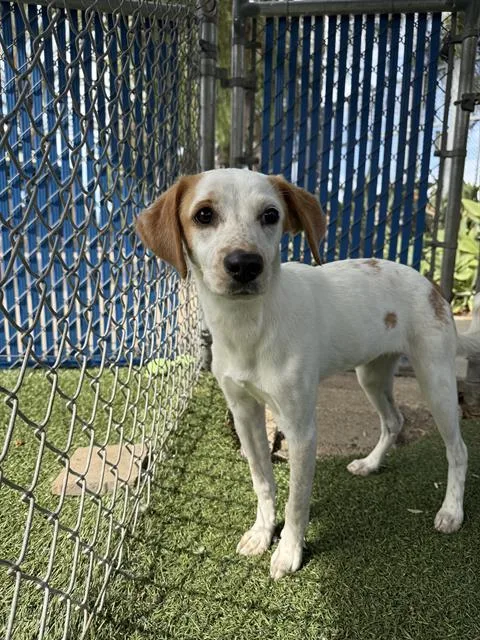 A baby medium-sized female Terrier dog named A for adoption in Chula Vista, CA