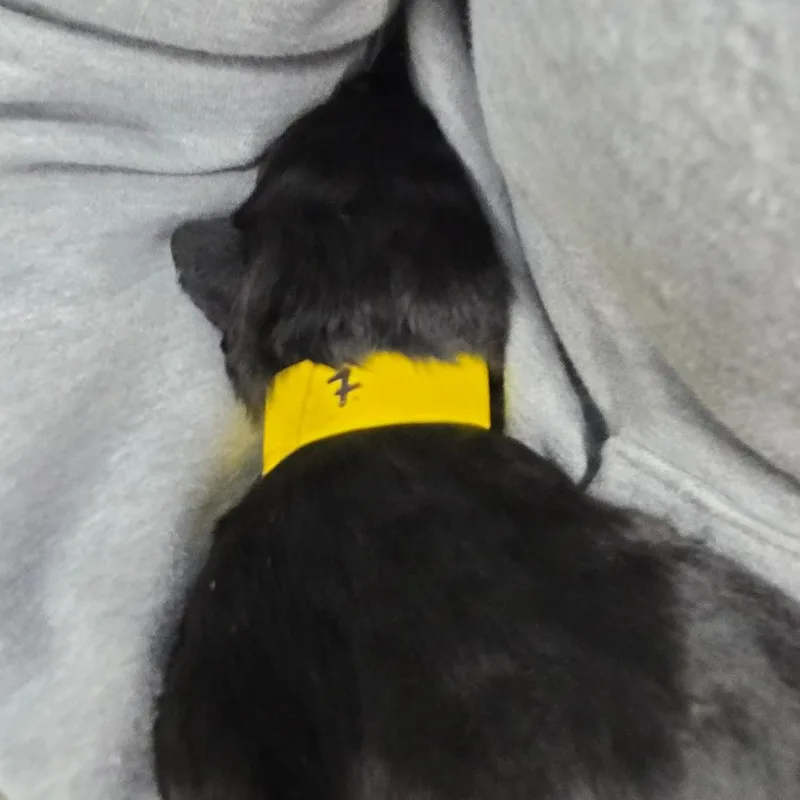 A baby medium-sized female Brown / Chocolate Mixed Breed dog named Zora for adoption in Mount Shasta, CA