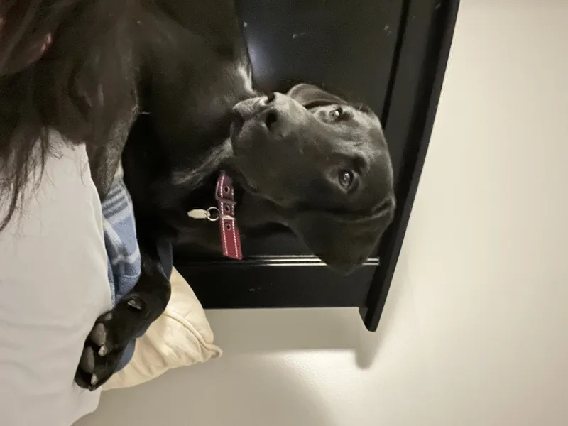 Harry Pawter thumbnail 3