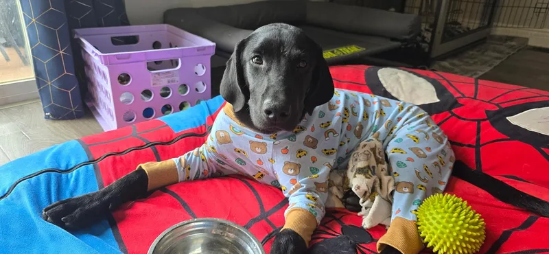 Harry Pawter thumbnail 5