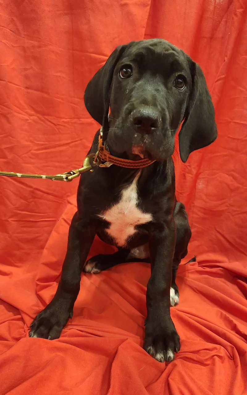 Growlithe thumbnail 2