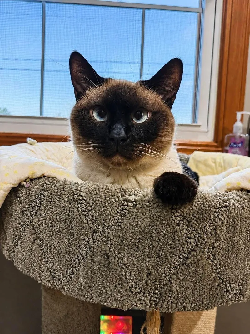 An adult medium-sized female Seal Point Siamese cat named Echo for adoption in Crystal Lake, IL