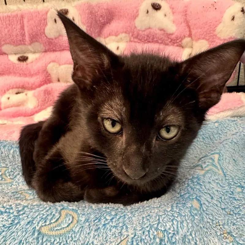 A baby small-sized female Black Domestic Short Hair cat named Kiwi for adoption in Long Beach, CA
