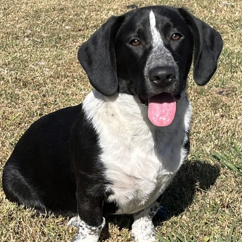 A baby medium-sized male Black Basset Hound dog named Beau for adoption in Cartersville, GA