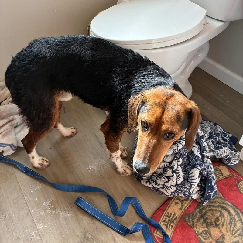 An adult medium-sized male Brown / Chocolate Beagle dog named Larry for adoption in Avon, OH