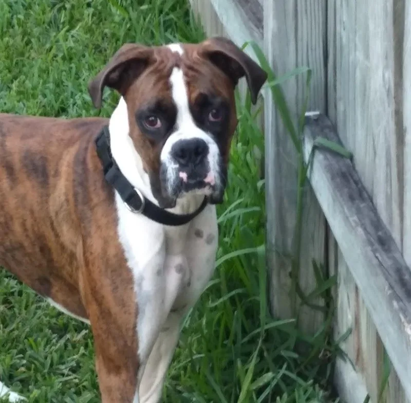 A young medium-sized male Boxer dog named Cosmo for adoption in Katy, TX