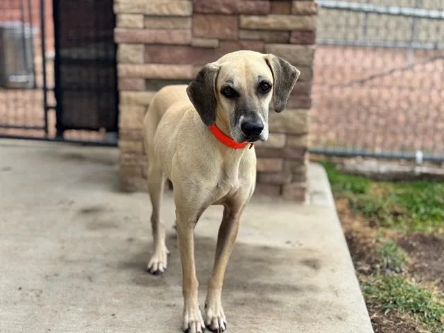 An adult medium-sized female Plott Hound dog named Sam for adoption in Pueblo, CO