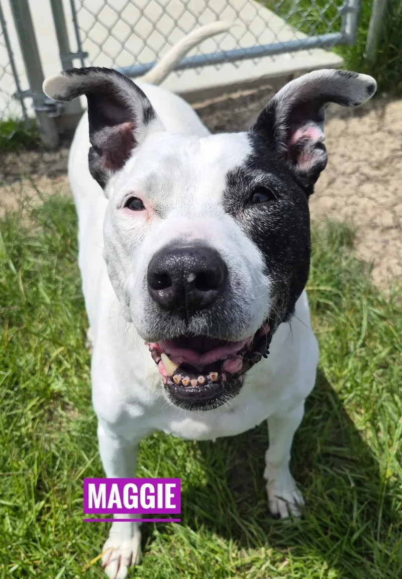 Maggie