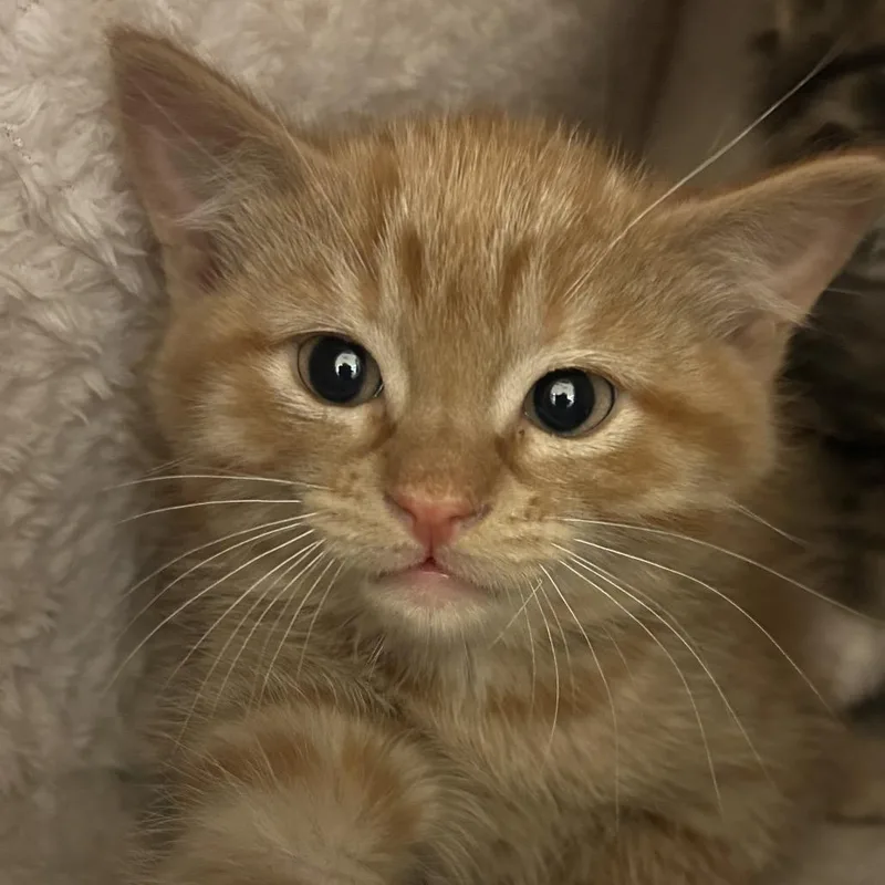 A baby small-sized male Orange / Red Domestic Medium Hair cat named Ed for adoption in Park City, UT