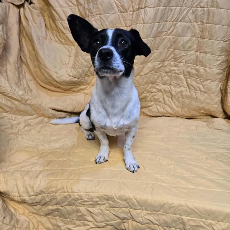 An adult small-sized male Chihuahua dog named Moogie for adoption in Uxbridge, MA