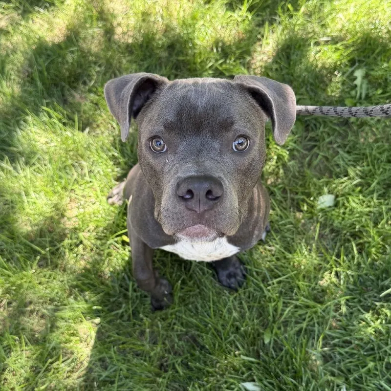 A young medium-sized male Gray / Blue / Silver Pit Bull Terrier dog named Beluga for adoption in Pekin, IL