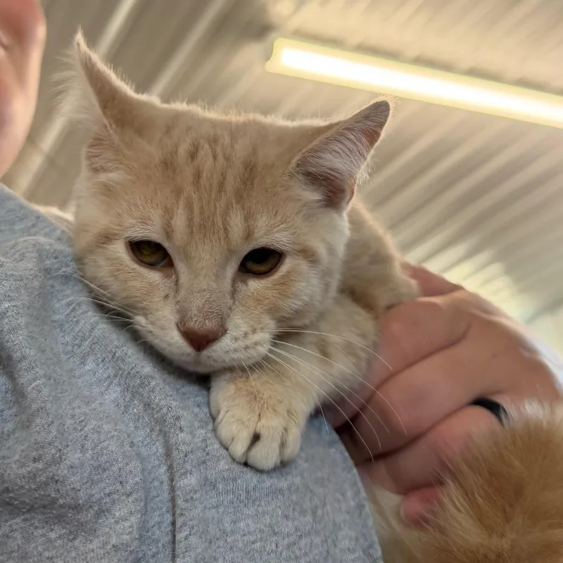 A baby small-sized male Orange / Red Domestic Short Hair cat named Rome for adoption in Spanish Fork, UT
