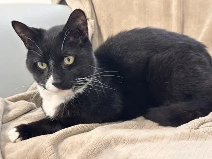 Freddie Purrcury Fka Cat thumbnail 2