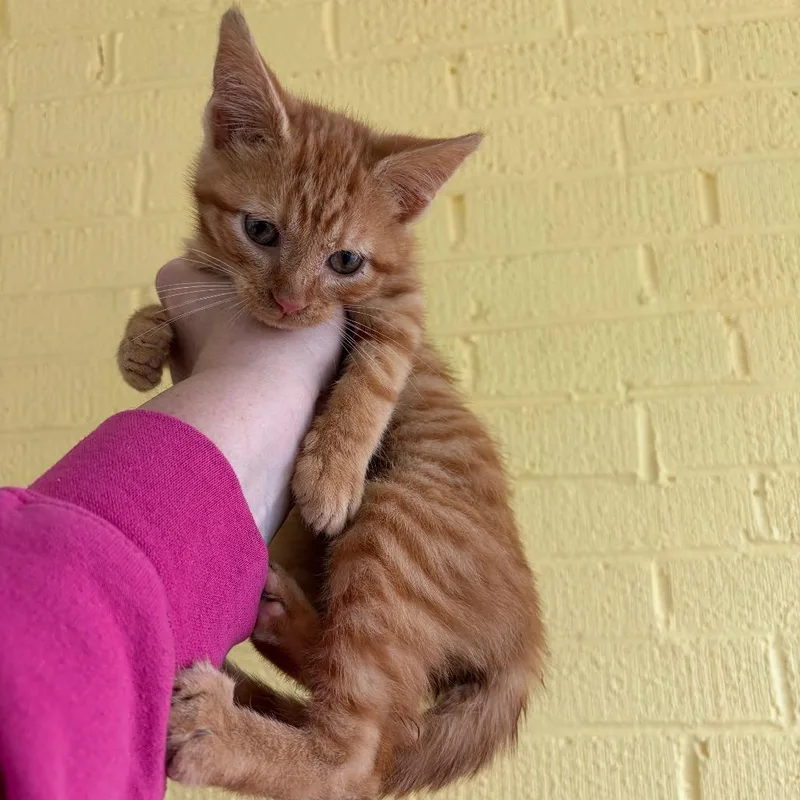 A baby small-sized male Orange / Red Domestic Short Hair cat named Mungo for adoption in Granville, OH