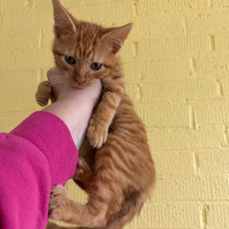 Mungo thumbnail 2