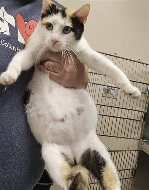 A young small-sized female Domestic Short Hair cat named Polenta for adoption in Aliquippa, PA