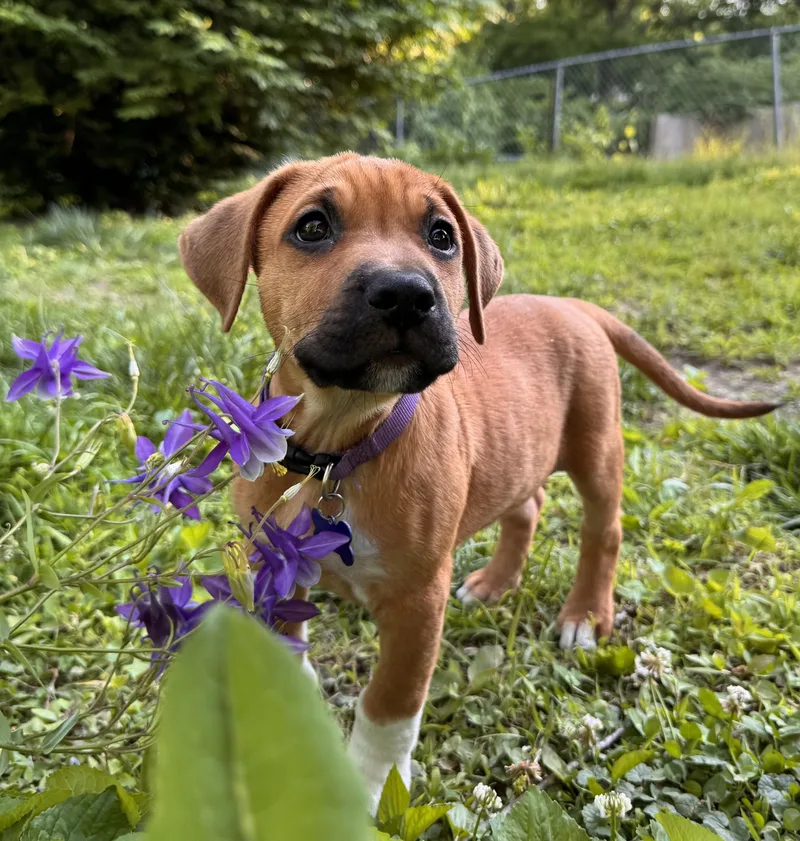 Scrappy