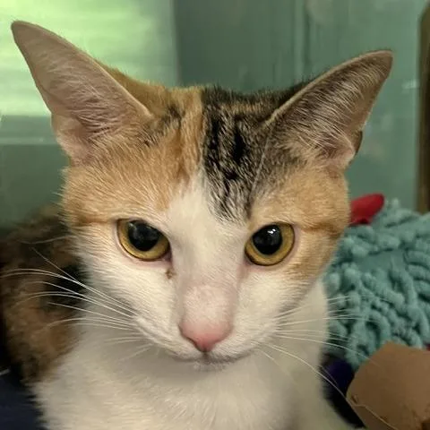 A young medium-sized female Torbie Domestic Short Hair cat named Marlowe C for adoption in Baltimore, MD