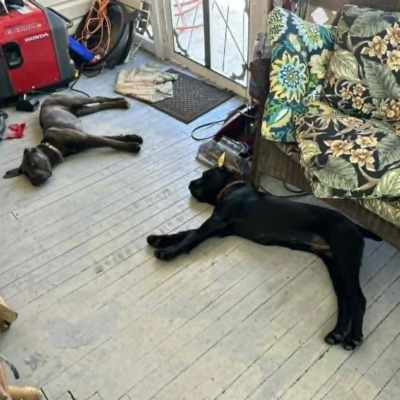 A young medium-sized male Black Cane Corso dog named Kano for adoption in manchester, PA