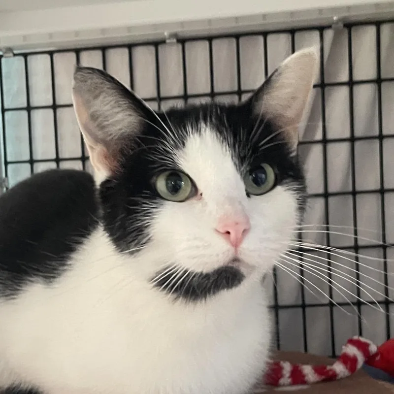 An adult medium-sized female Domestic Short Hair cat named Starking for adoption in Chicago, IL