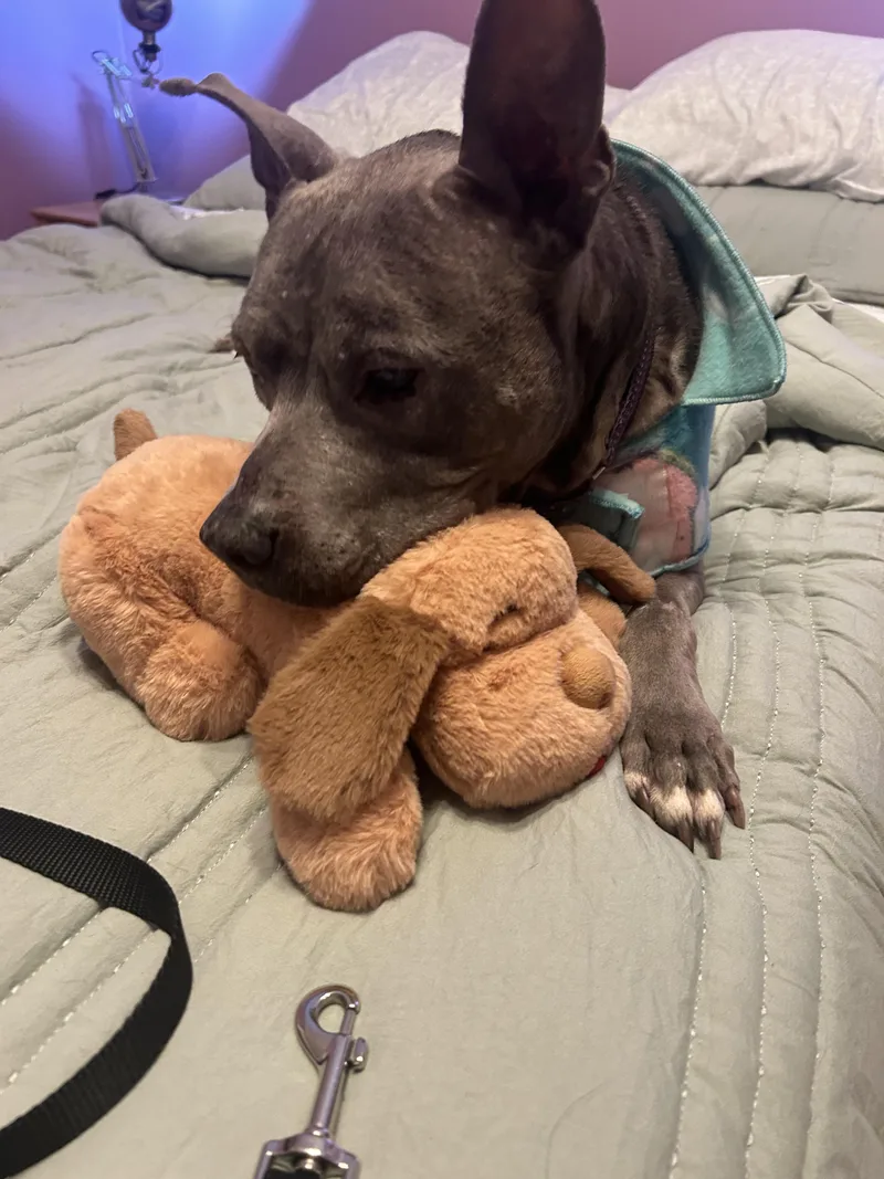 Prudence thumbnail 2