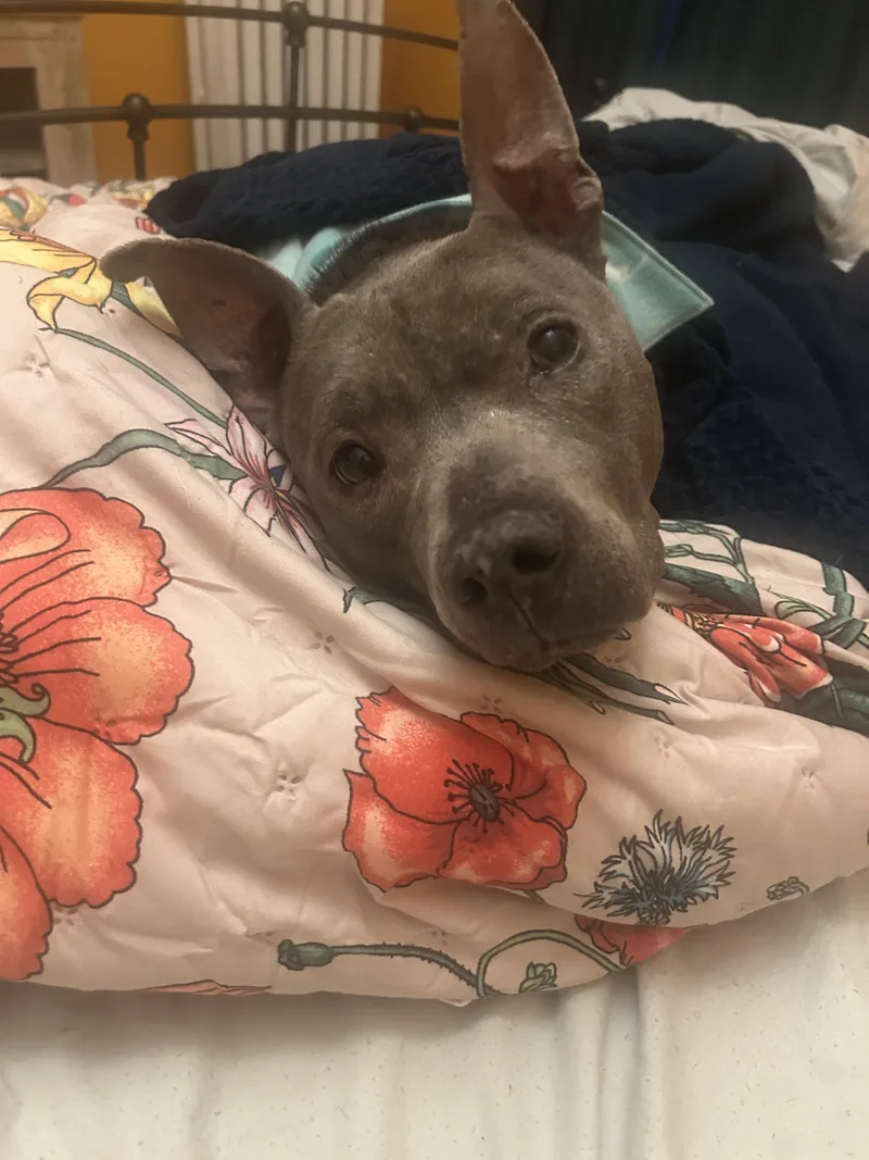 Prudence thumbnail 3