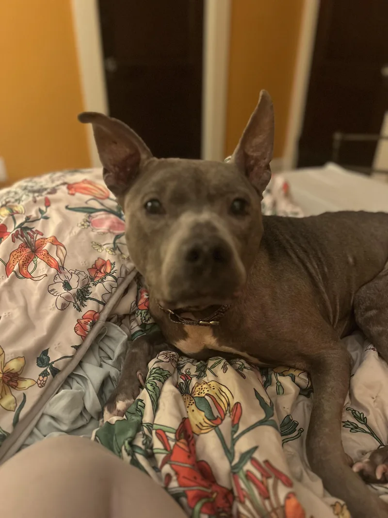 Prudence thumbnail 5