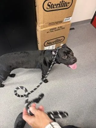 An adult medium-sized female Mixed Breed dog named Elize for adoption in West Chester, PA