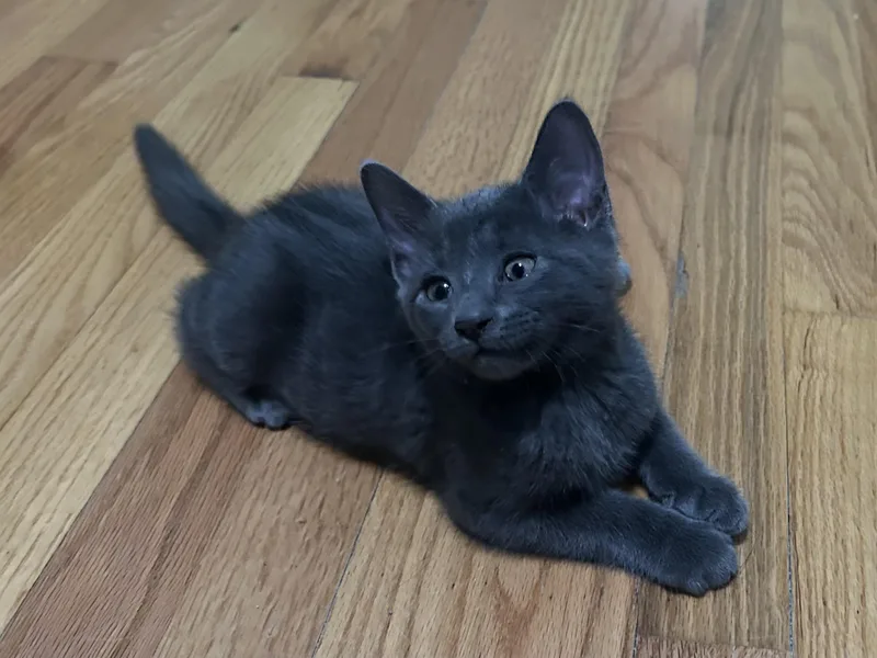 A young medium-sized male Gray / Blue / Silver Domestic Short Hair cat named Tostada for adoption in Chattanooga, TN