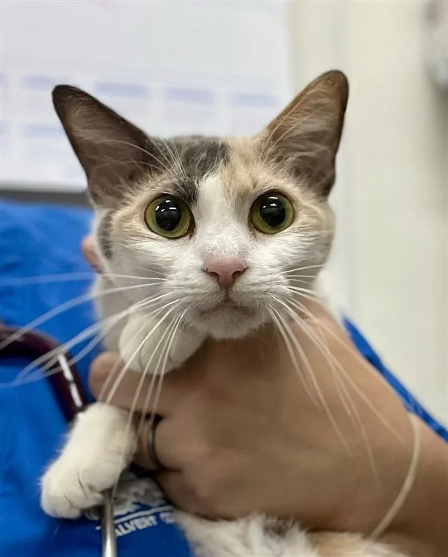 An adult medium-sized female Dilute Calico Domestic Short Hair cat named Tippy for adoption in Prince Frederick, MD