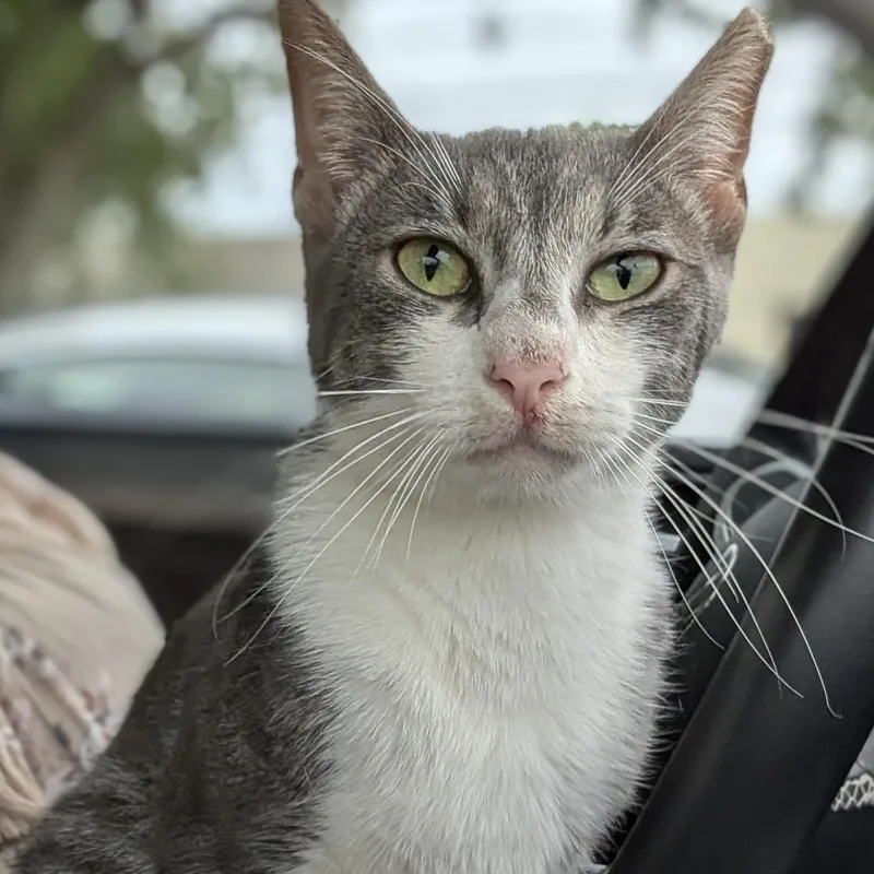 A young medium-sized male Gray & White Domestic Short Hair cat named Eli for adoption in Bloomfield, NJ