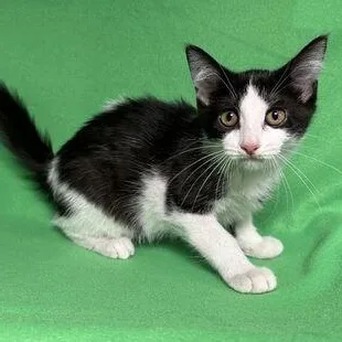 A baby medium-sized female Black & White / Tuxedo Domestic Medium Hair cat named Rachel for adoption in Benld, IL