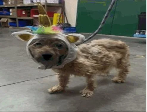 A senior small-sized female Cocker Spaniel dog named Maz Kta for adoption in Reno, NV